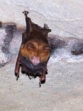 00396-2278 Bat with baby in Kenyalang Cave - photo by Garry K Smith